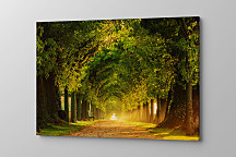 Obraz Stromová alej 1856